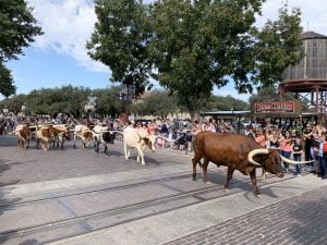 Scopri di più sull'articolo Fort Worth tra Stockyard e BBQ