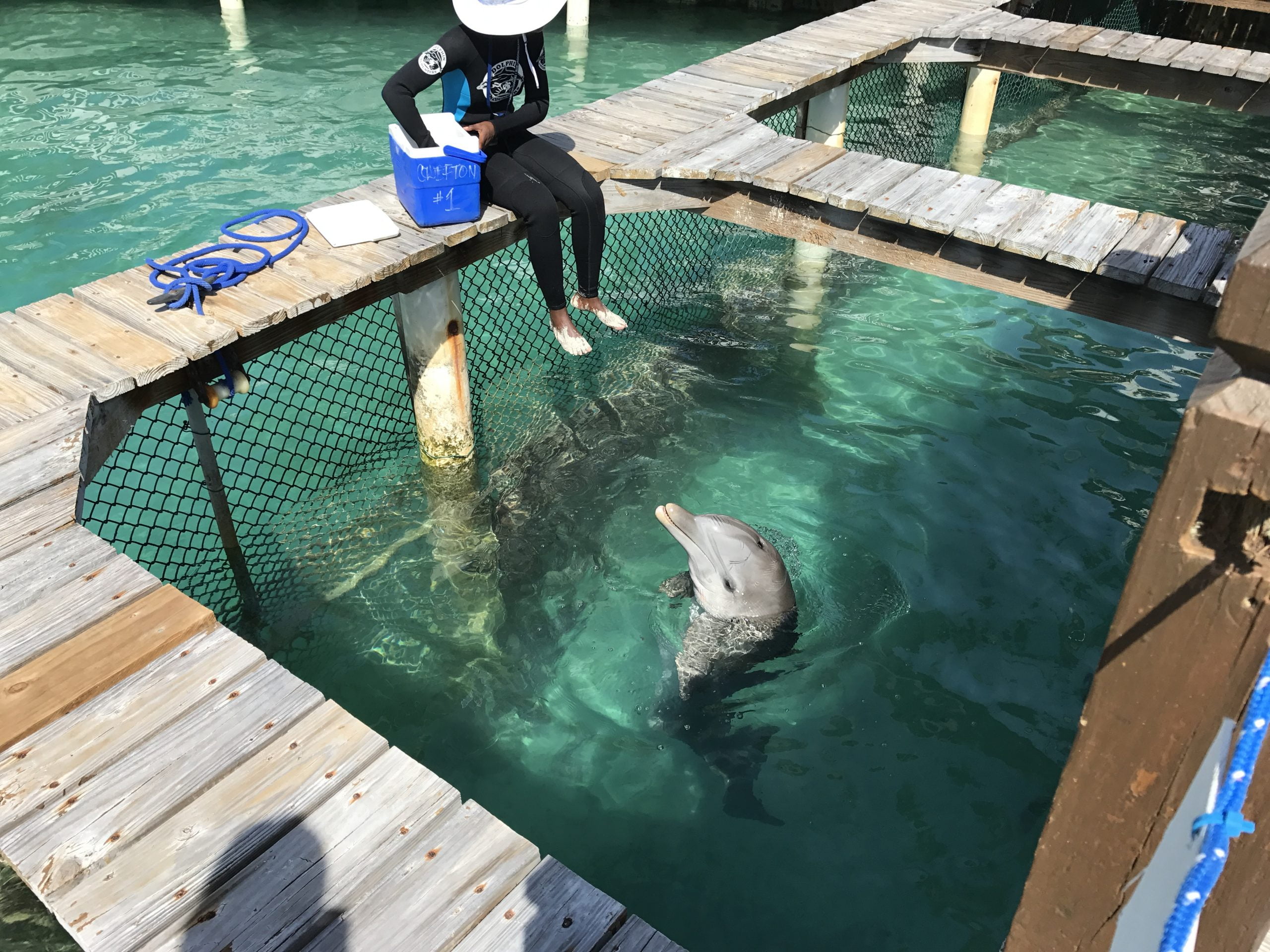 I delfini delle Bahamas