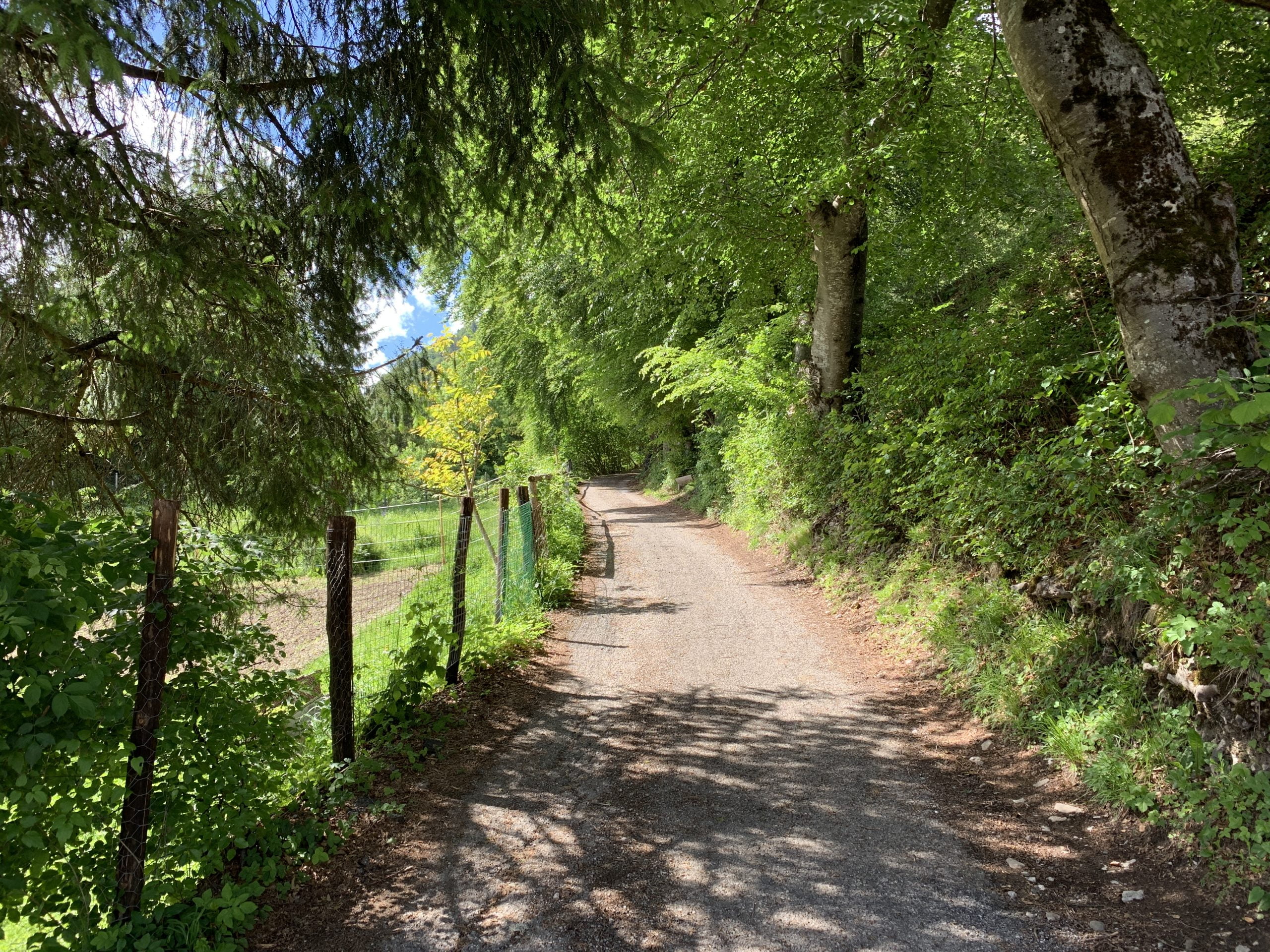 Bosco di faggi