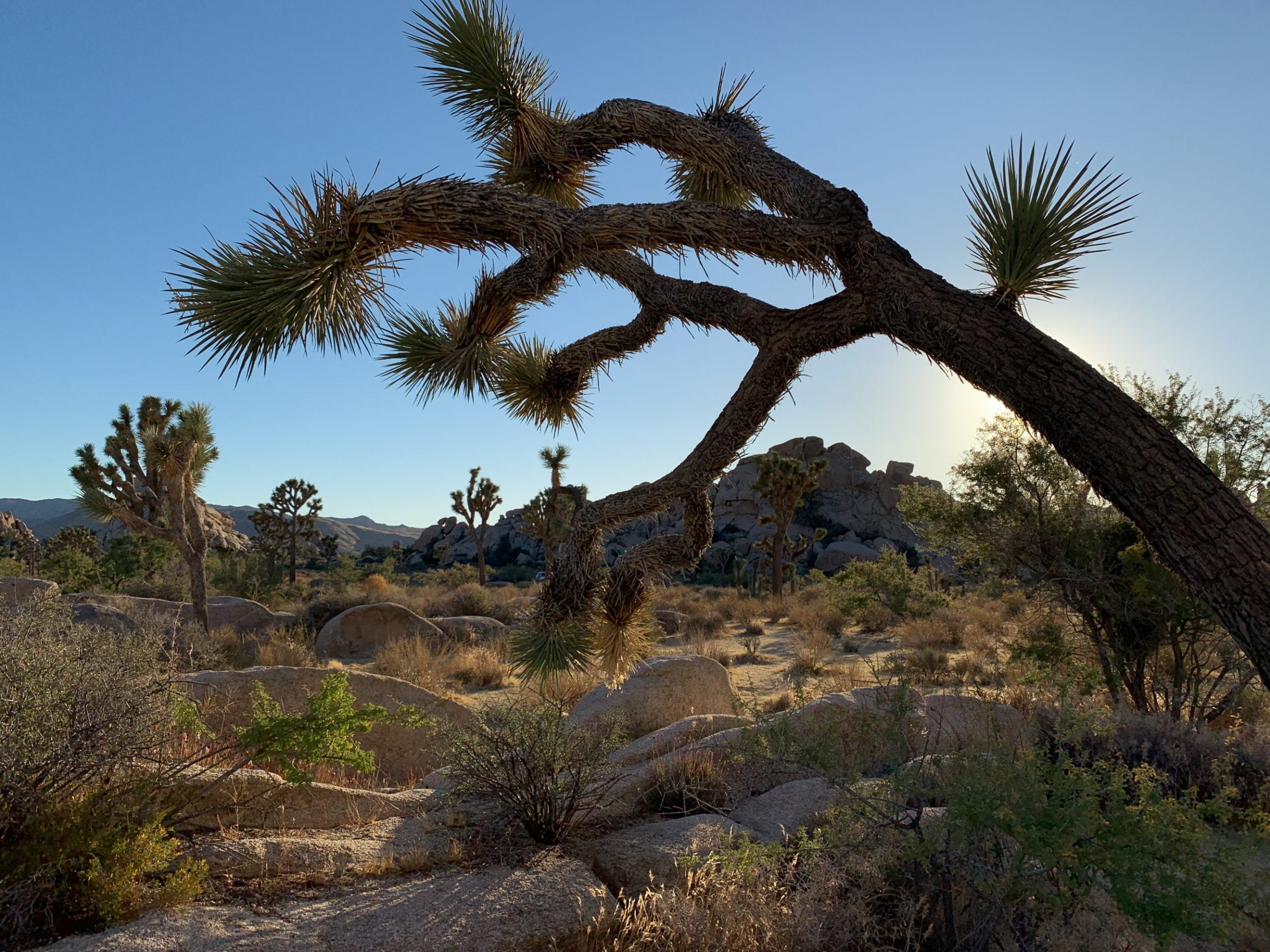 Joshua Tree National Park