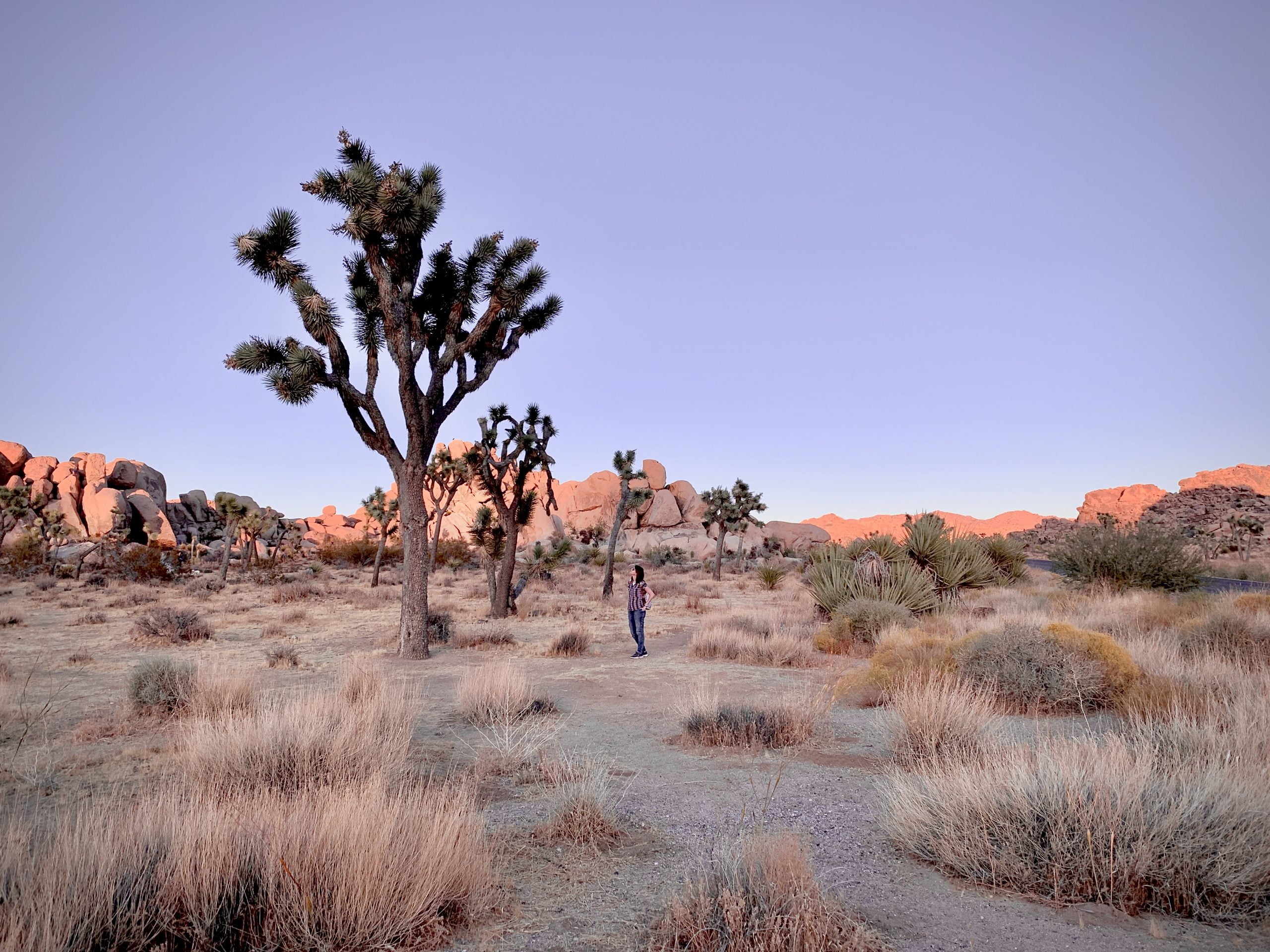 Scopri di più sull'articolo Visitare il Parco Nazionale di Joshua Tree