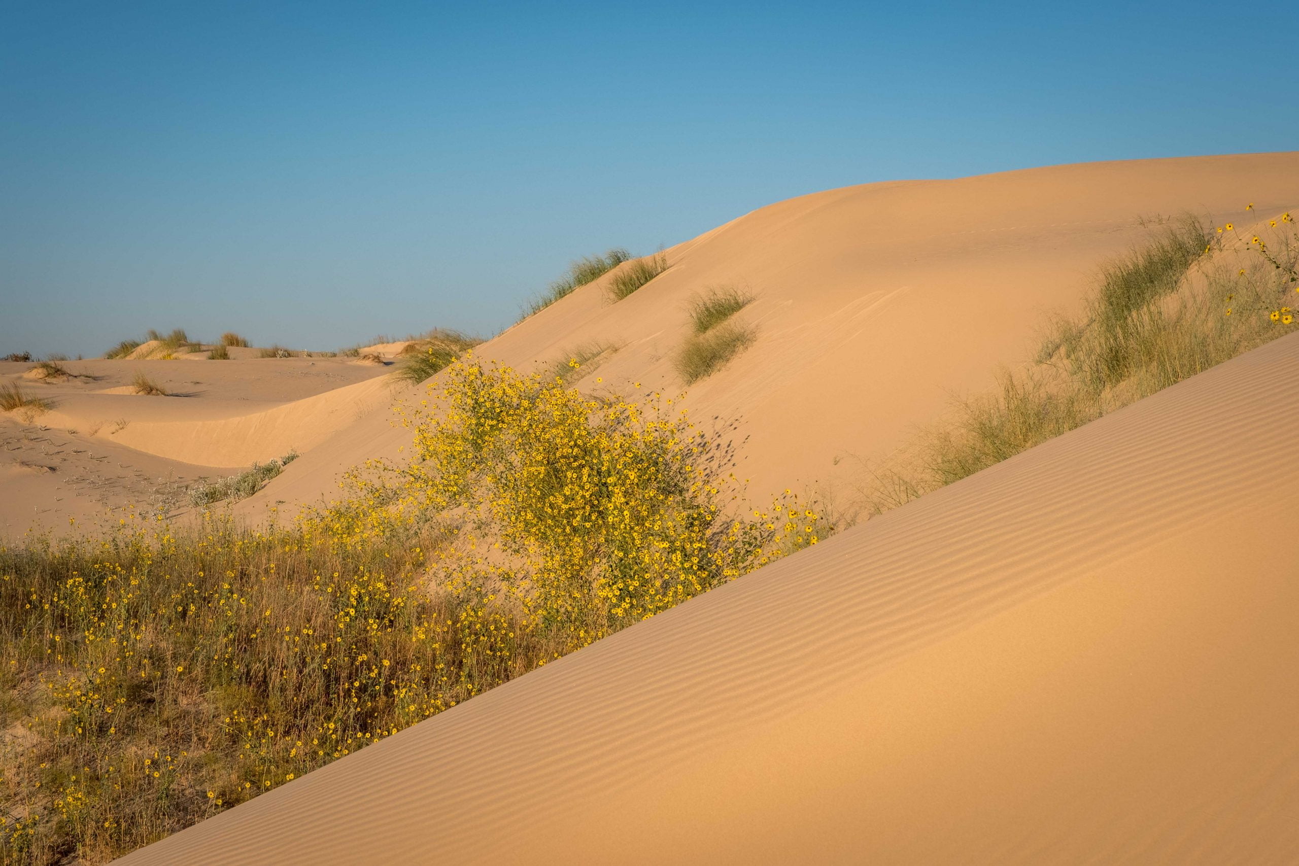 Scopri di più sull'articolo Monahans Sandhills State Park, il deserto del Texas
