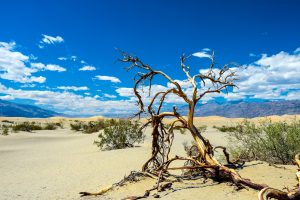 Scopri di più sull'articolo Si può visitare la Death Valley con il cane?
