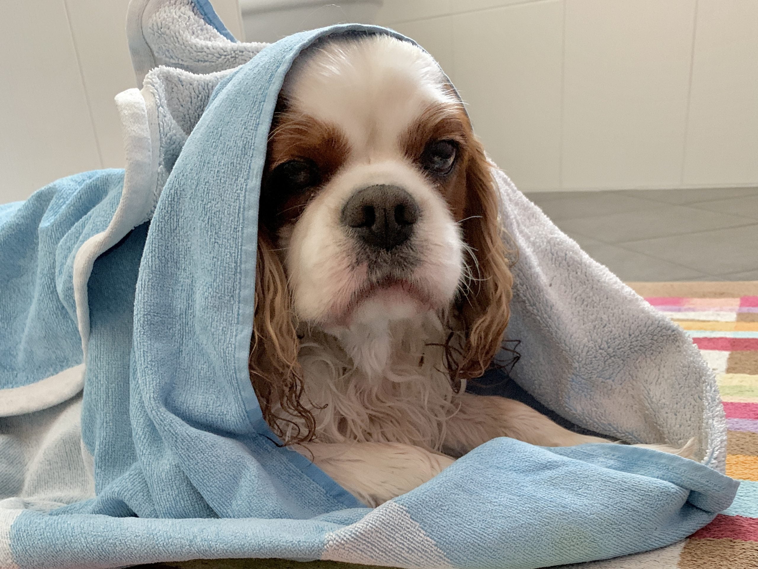 Asciugamani per valigia del cane