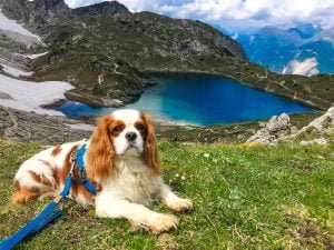 Scopri di più sull'articolo In vacanza con il cane: 15 cose da mettere in valigia