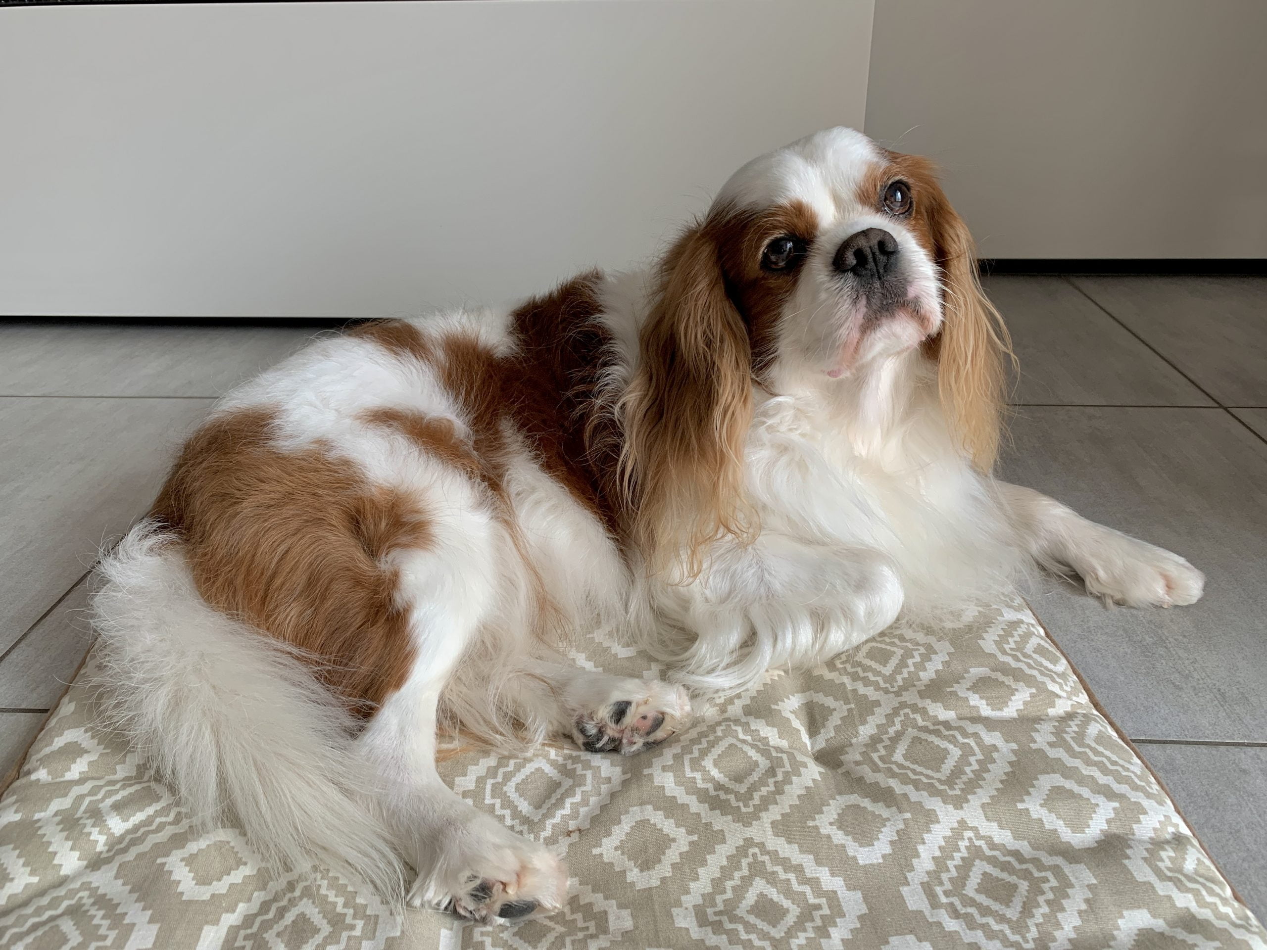 Cuccia per la valigia del cane