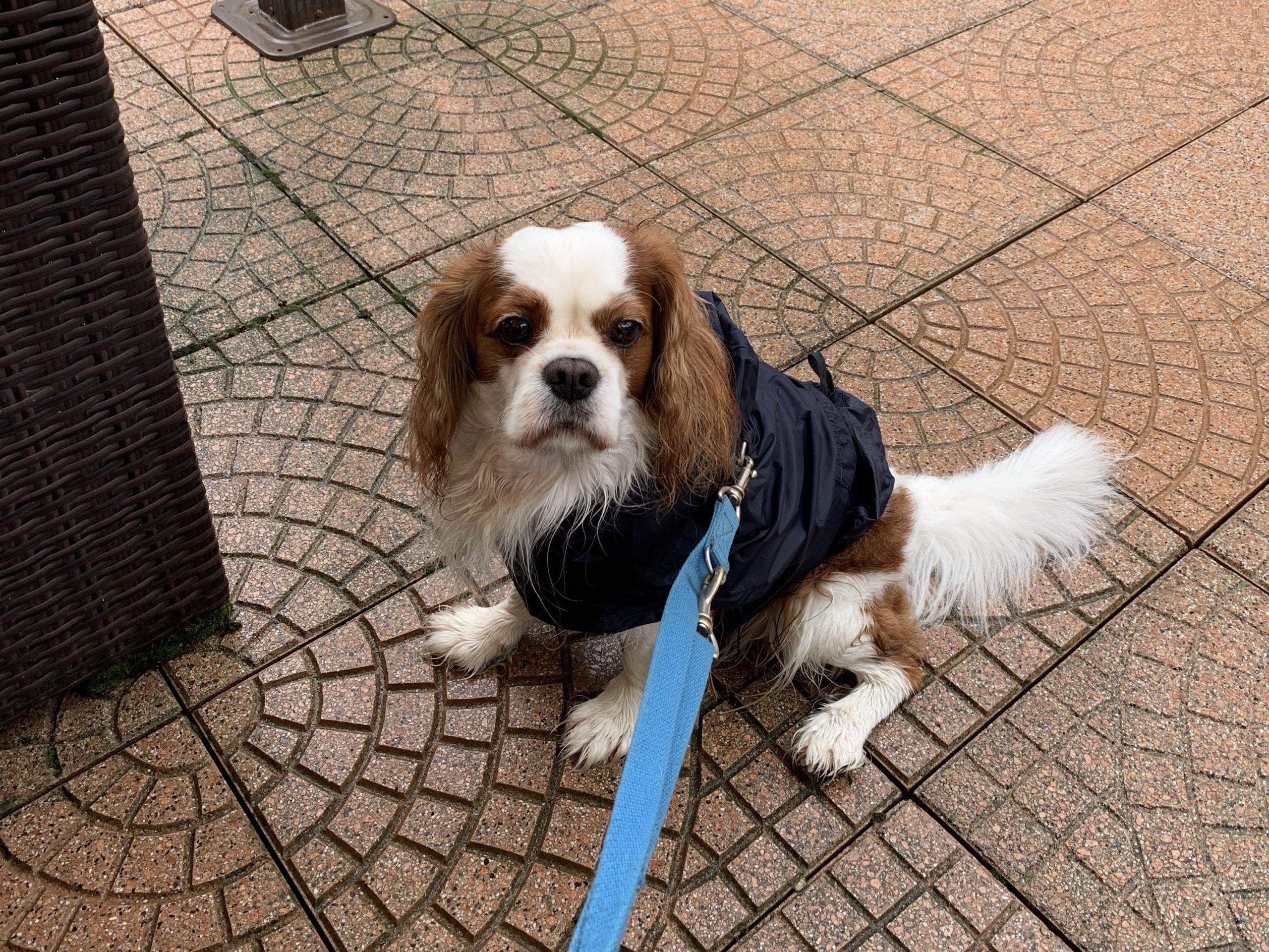 Impermeabile per cani