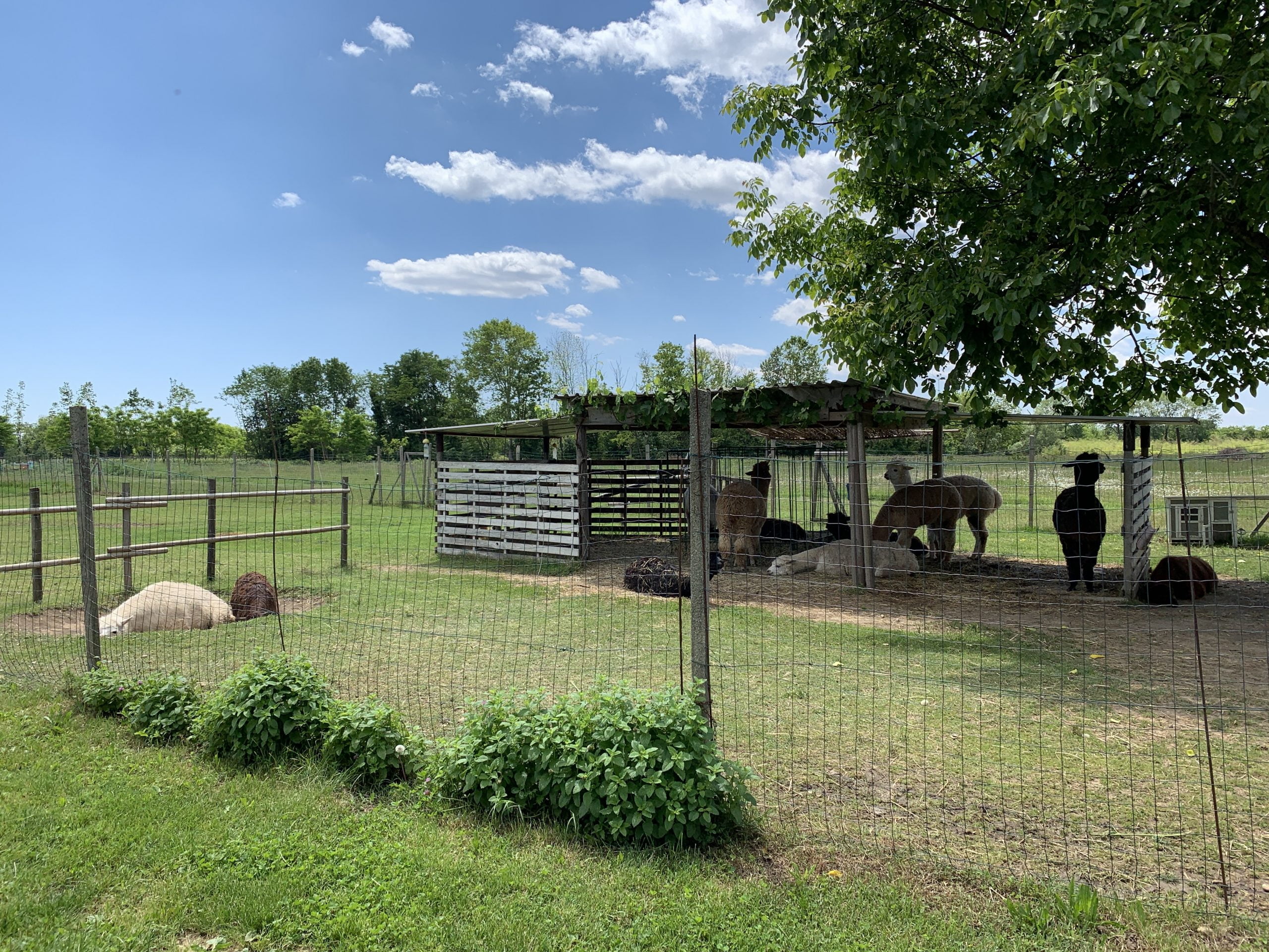 Al momento stai visualizzando Conosciamo gli alpaca: visita guidata in fattoria