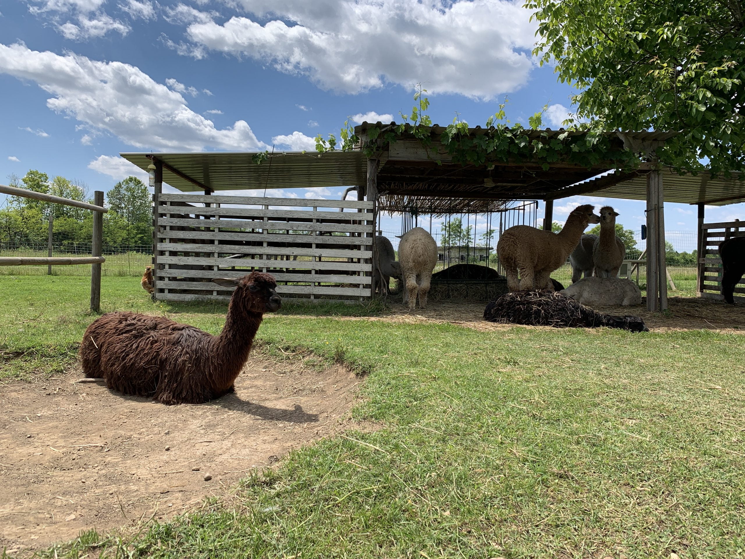 Alpaca in spiaggia