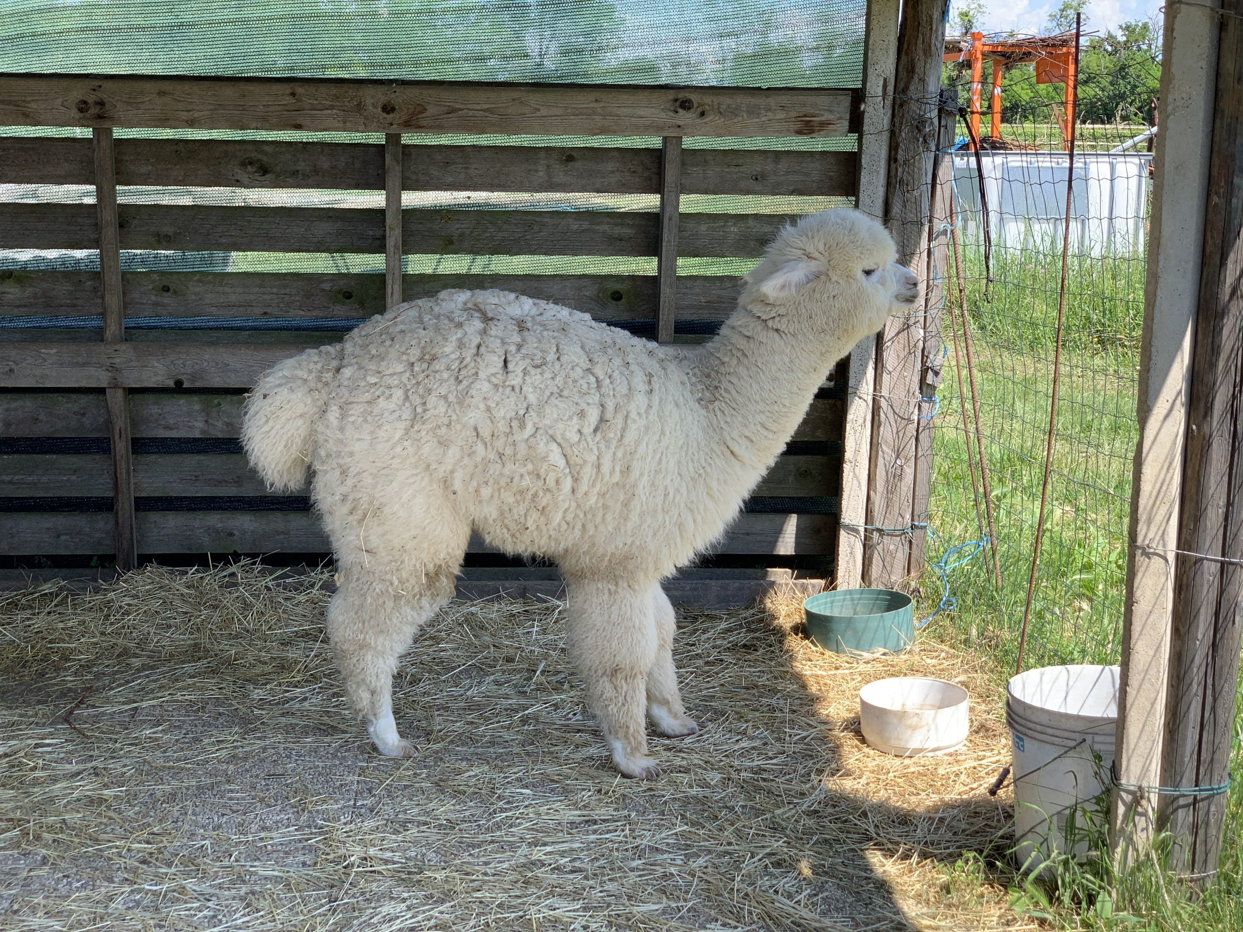 Cria un cucciolo