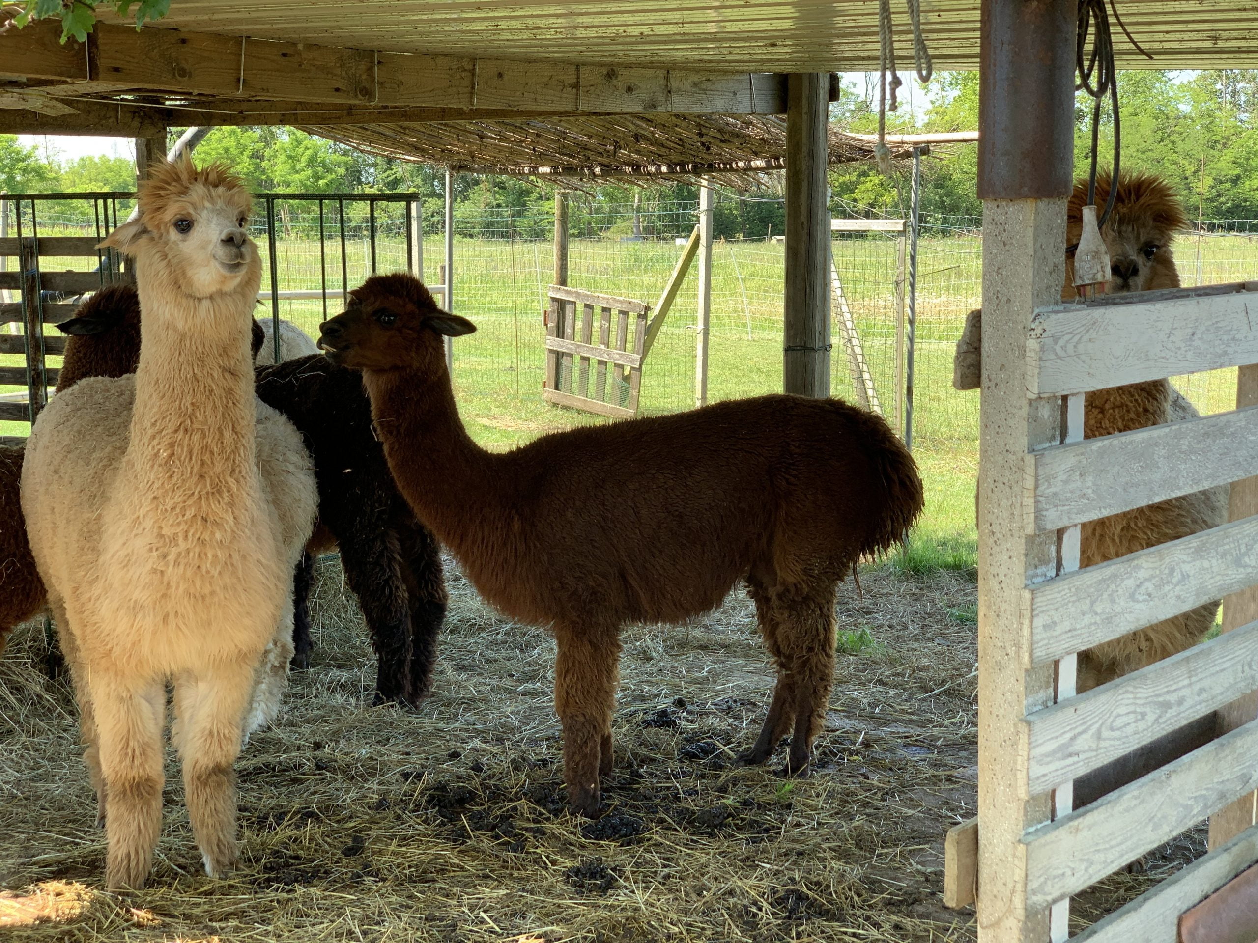 Fattoria di Alpaca