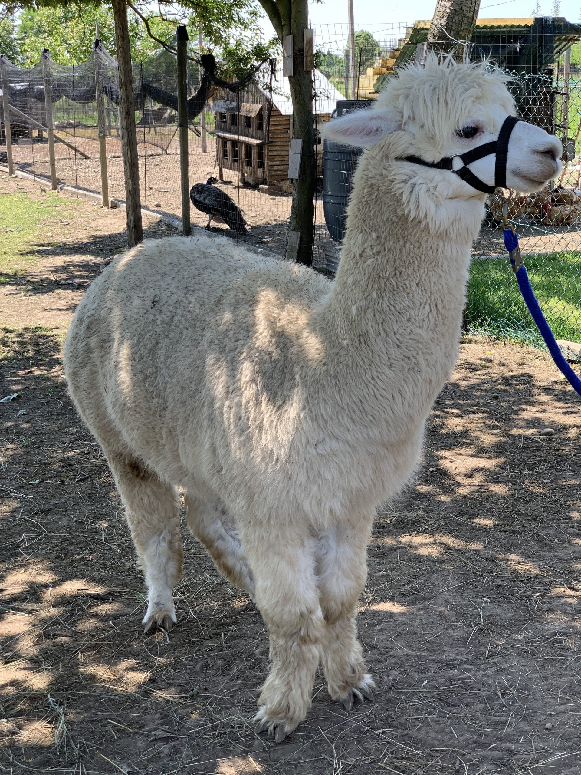Passeggiata con l'alpaca