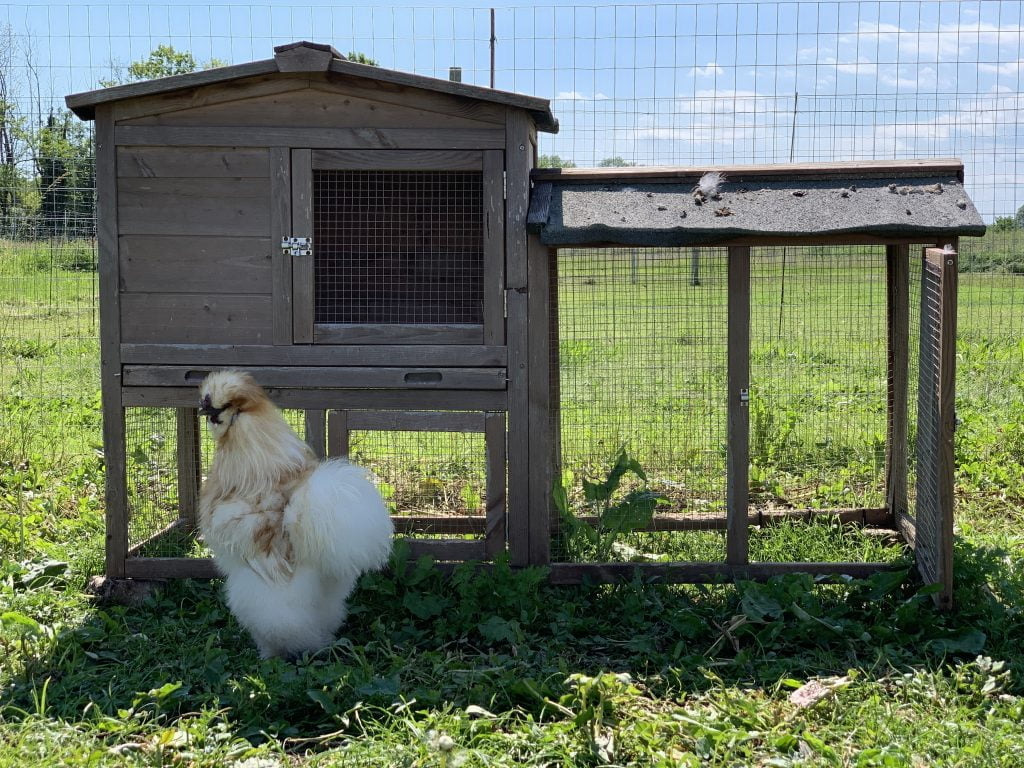 Gallina morosita