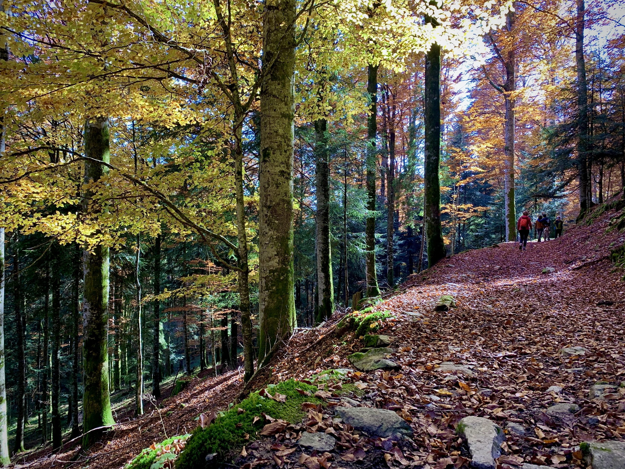Foresta del Cansiglio