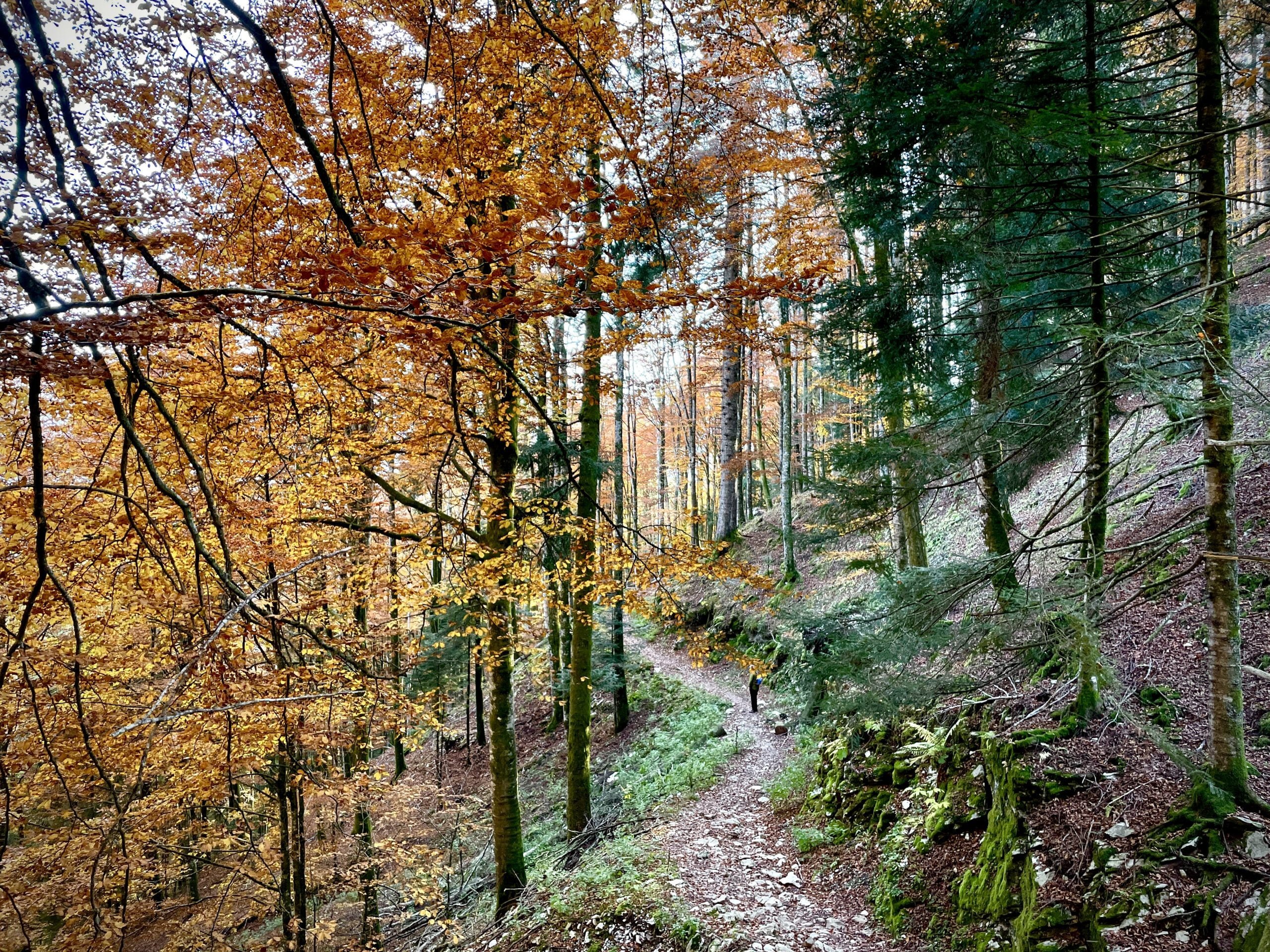 Scopri di più sull'articolo Gita in Cansiglio per ammirare il foliage autunnale