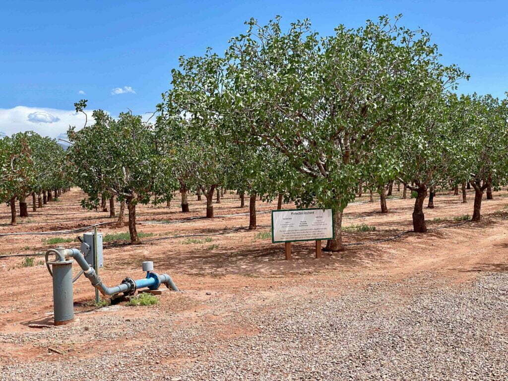 alberi di pistacchio