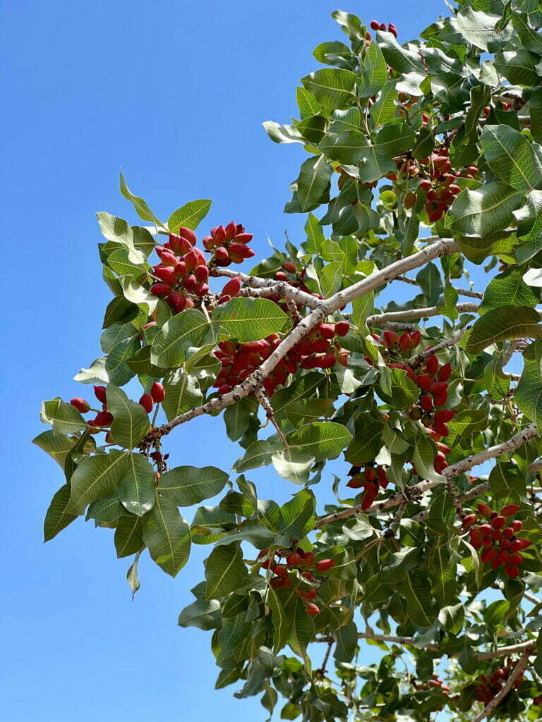 albero di pistacchio