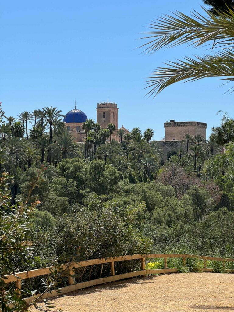 Il Palmeto di Elche