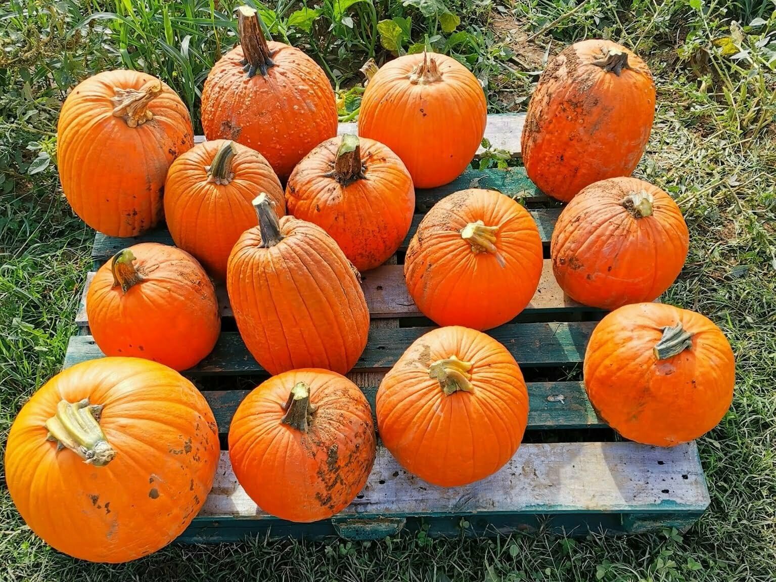 Scopri di più sull'articolo Campi di zucche in Veneto e Friuli Venezia Giulia