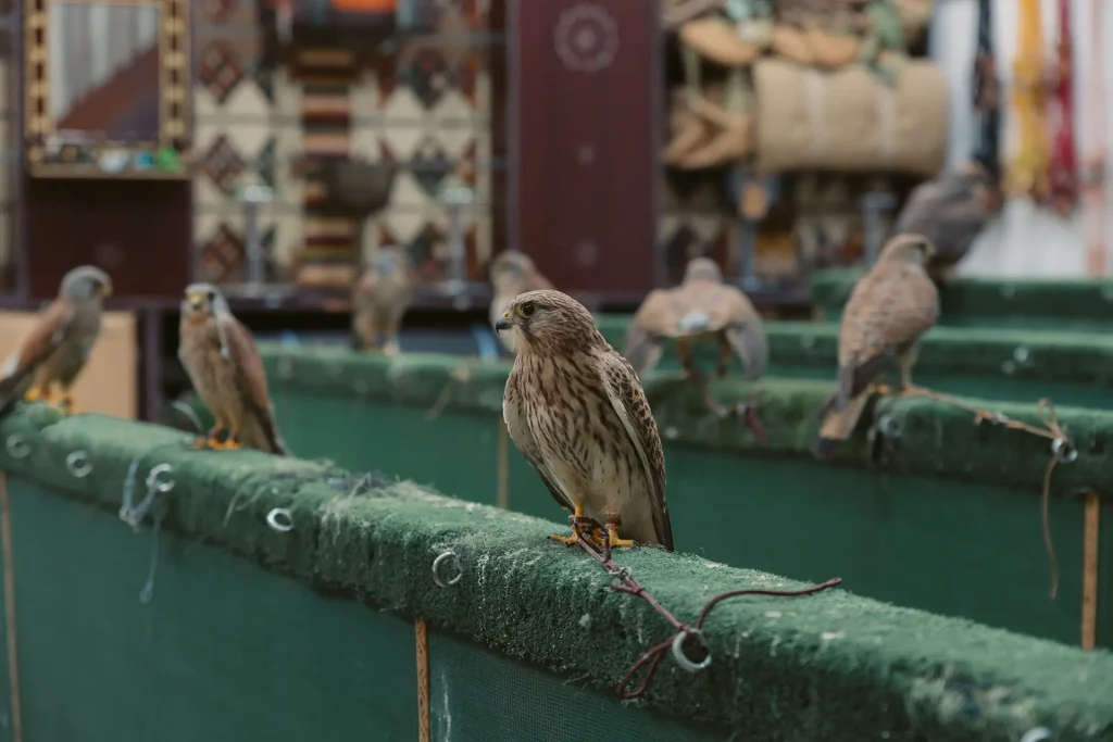 falcon-souq
