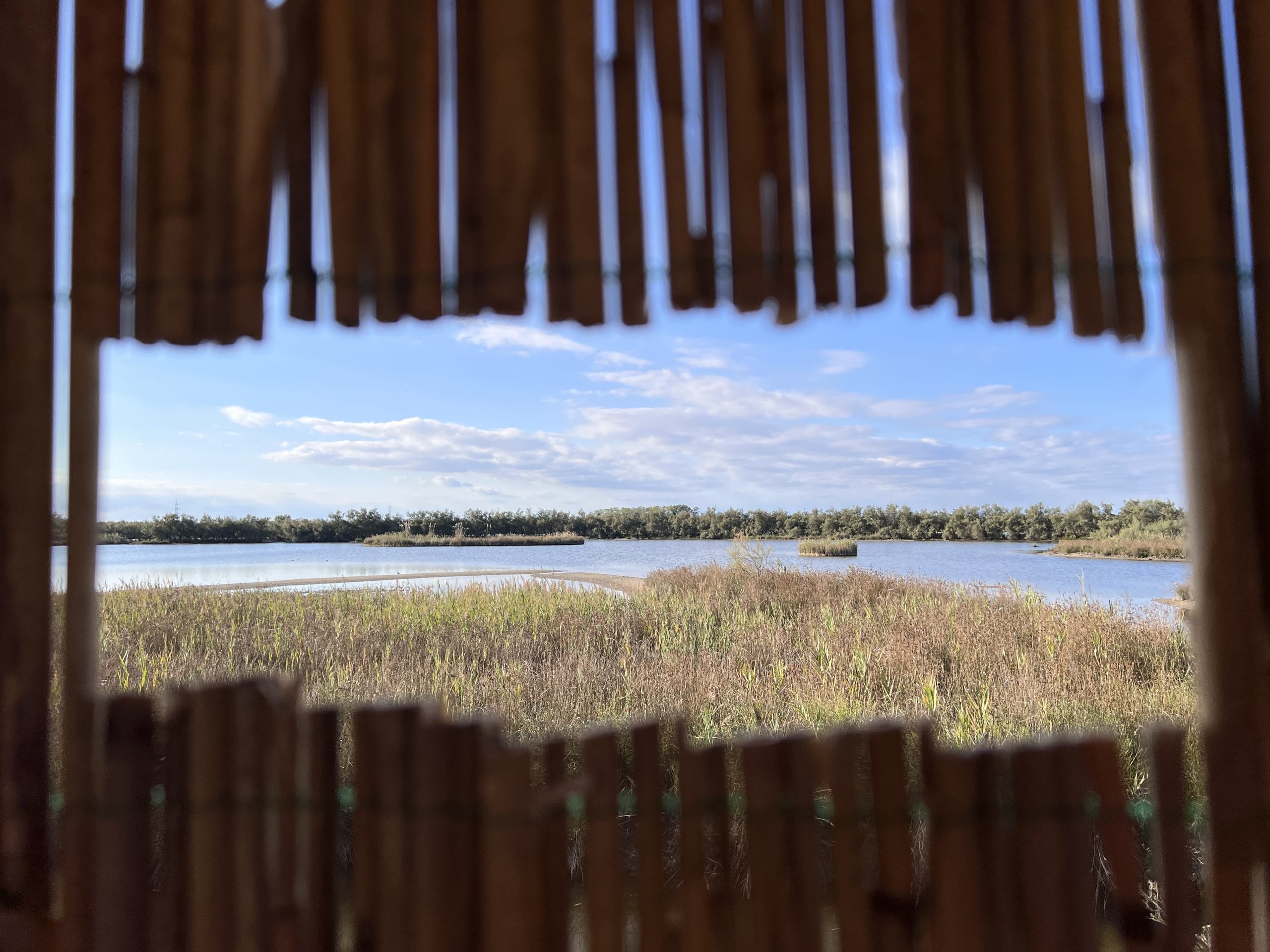 Scopri di più sull'articolo Oasi Naturalistica Val Grande Bibione: un tesoro tutto da esplorare