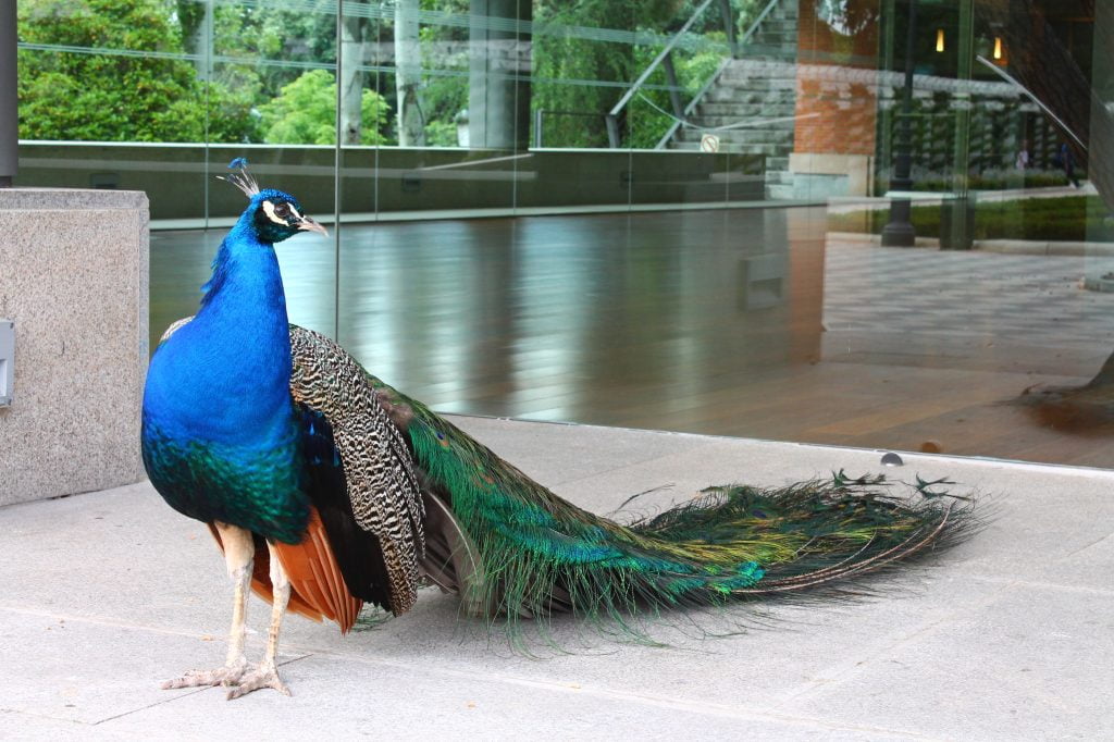 Pavoni al Parco del Retiro