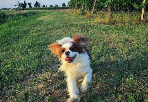 Coda Cavalier King Coda Cavalier King