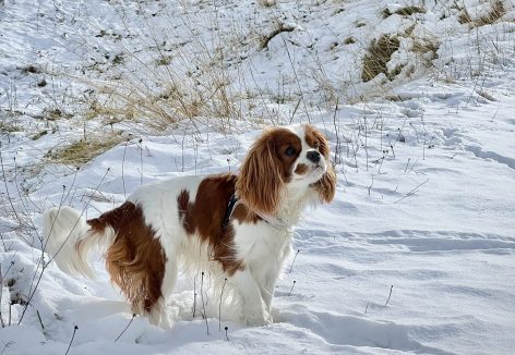 Giorgia Giorgia Cavalier King