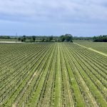Degustare vini biologici, tra natura e tradizioni, nel Veneto Orientale