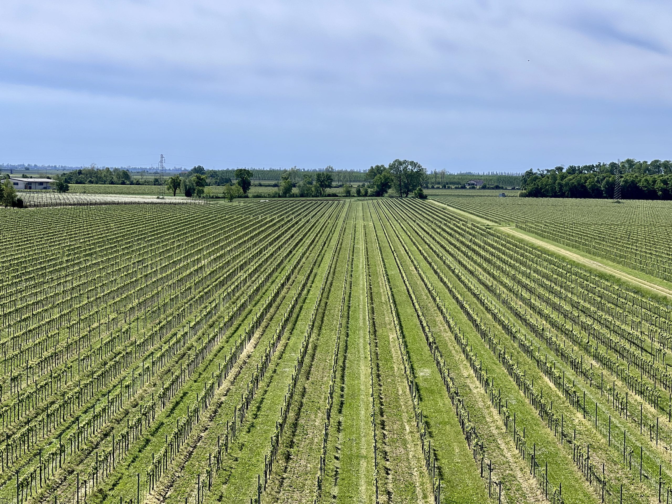 Scopri di più sull'articolo Degustare vini biologici, tra natura e tradizioni, nel Veneto Orientale